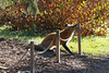 Happy Fox...Fence Friday