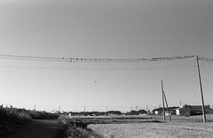 Birds and ricefield