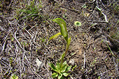 Bearded Greenhood Monarto Con Park