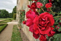 Les roses du château d'Azay-le-Ferron