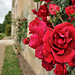 Les roses du château d'Azay-le-Ferron