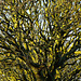 Trees in Whitley Bay Cemetery