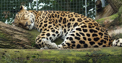 Leopard - Do Not Disturb