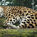 Leopard - Do Not Disturb