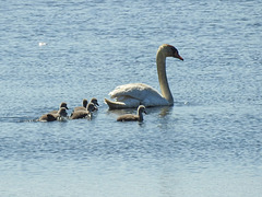 20170519 1676CPw [H] Höckerschwan (Cygnus olar) [JV], Nationalpark Fertö-Hansag, Neusiedler See