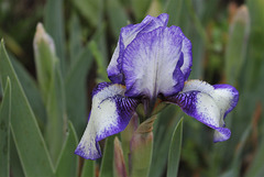 Iris SDB Jenny Grace  (2)