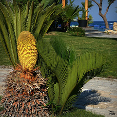 the flower of a Cycas at the seaside
