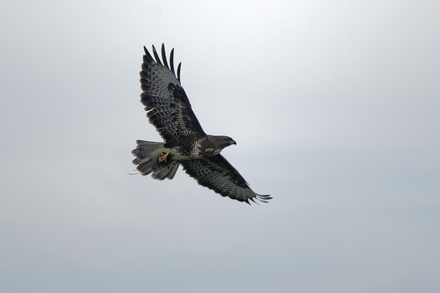 Buzzard