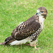 Cathedral falconry 6