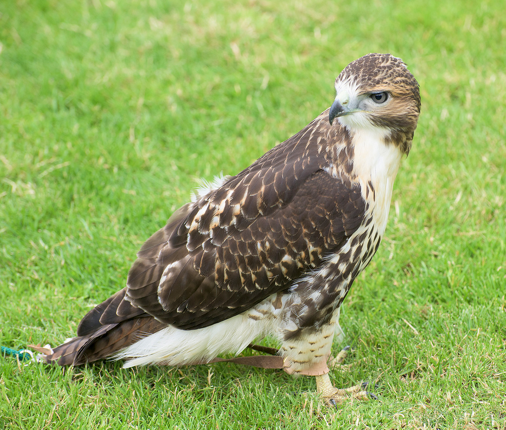 Cathedral falconry 6