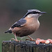 Nuthatch at Eastham woods.