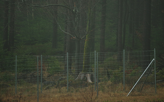 Happy Forest Fence