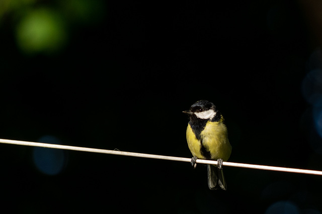 Great Tit