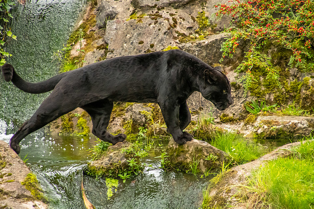 Black jaguar