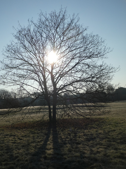 Morgensonne hinter einem Ahornbaum