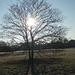 Morgensonne hinter einem Ahornbaum