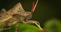 Die Lederwanze (Coreus marginatus) mal genauer betrachtet :))  A closer look at the leather bug (Coreus marginatus) :))  Regardons de plus près la punaise du cuir (Coreus marginatus) :))