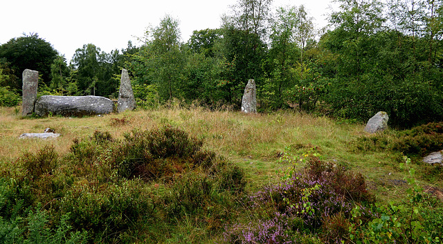 Cothiemuir Wood - Stone Circle