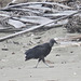 Black vulture