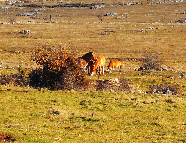 23-Chevaux que l'on retrouvent sur les parois des grottes préhistoriques