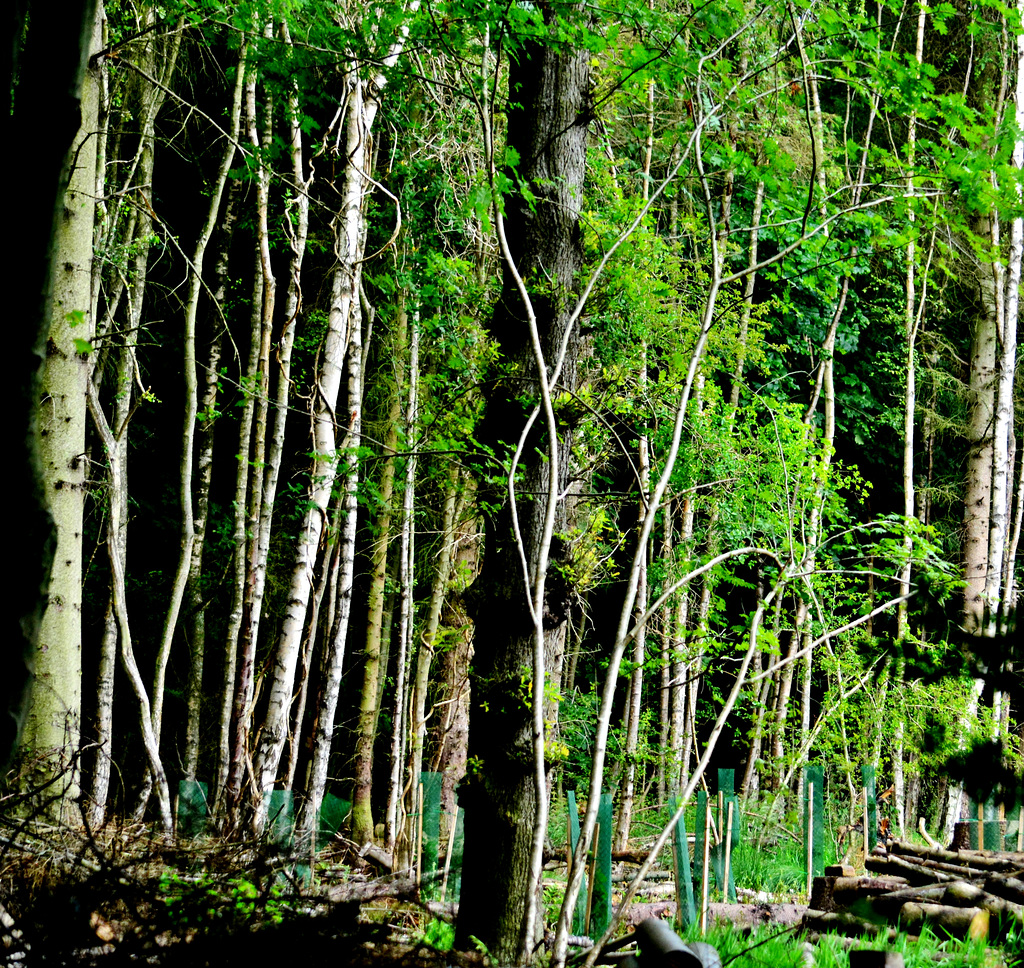 In the clearing