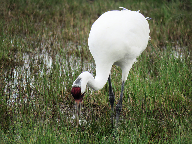 Day 2, Whooping Crane / Grus americana