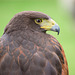 Cathedral falconry 7