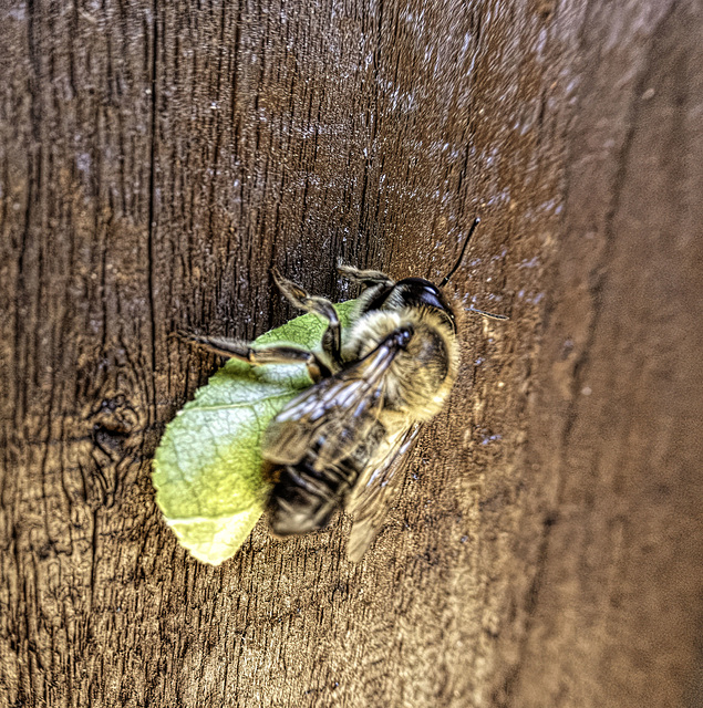 Leaf cutter Bee resting