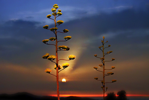 Fleurs d'Agave au couchant.