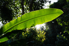 Giant leafs span overhead on the walkway