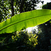 Giant leafs span overhead on the walkway