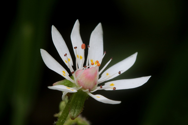 Yukon Saxifrage