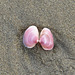 Pink shell