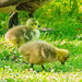 Canada goslings