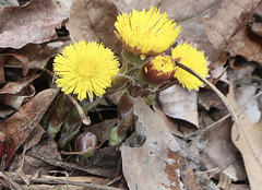 Coltsfoot