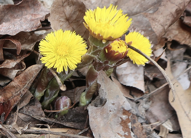 Coltsfoot