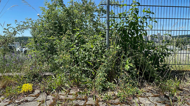 Fence Wilderness
