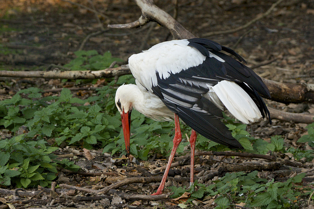 Weißstorch (2)