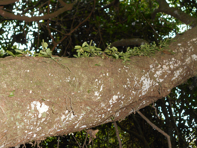 DSCN1331 - erva-de-vidro Peperomia pereskiifolia (missp. pereskiaefolia), Piperaceae