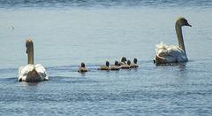 20170519 1678CPw [H] Höckerschwan (Cygnus olar) [JV], Nationalpark Fertö-Hansag, Neusiedler See