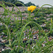 Horned Poppy