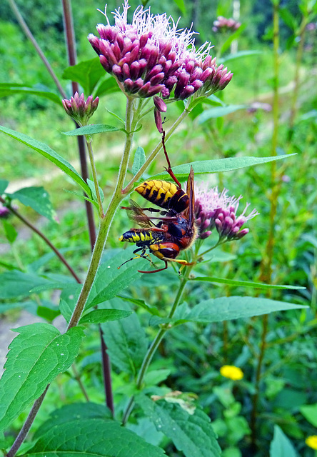 Hornet eating a wasp