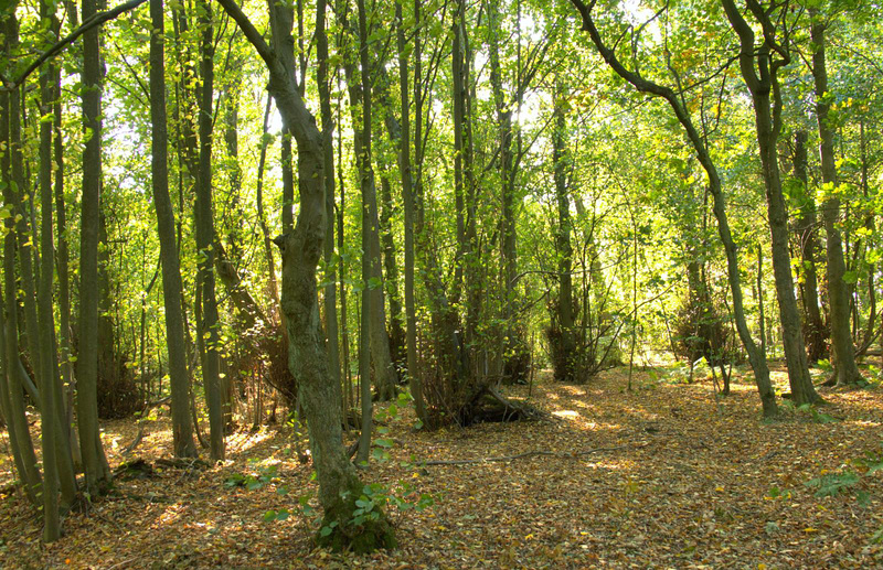 Gosforth Woods