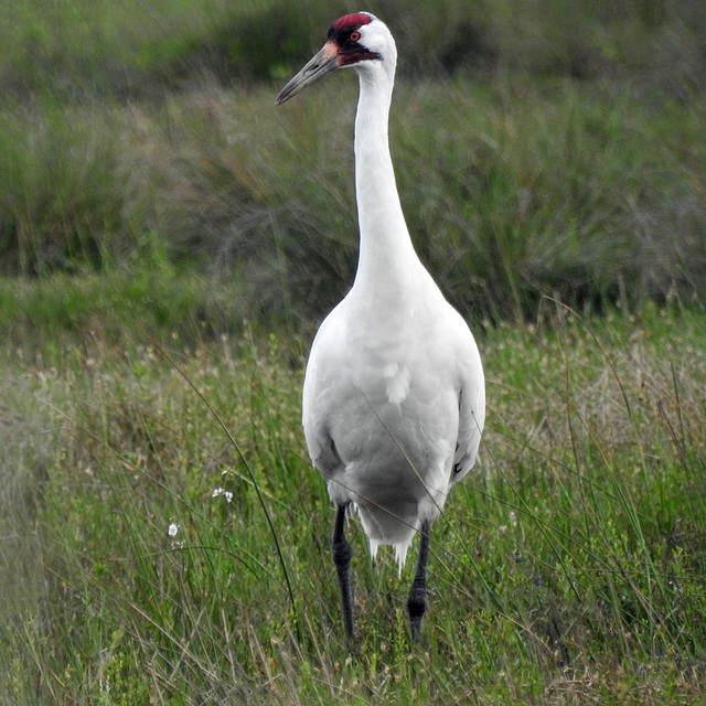 Day 2, Whooping Crane / Grus americana. backward glance