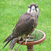 Cathedral falconry 8