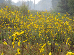 Yellow autumn wildflowers