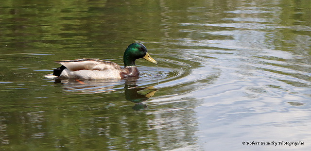 Canard colvert ( mâle )