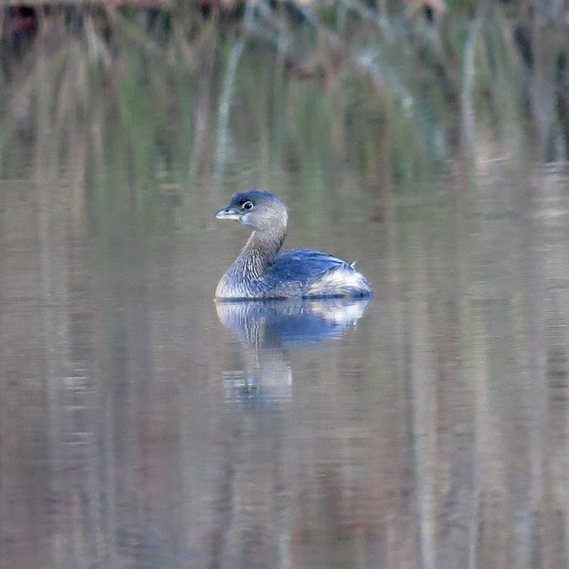 Pied-billed grebe