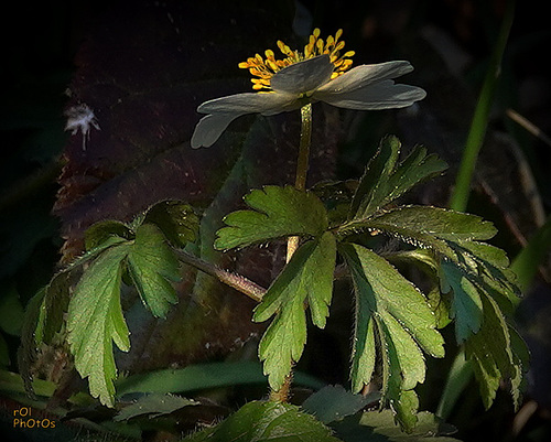 Annonciatrices aussi du Printemps