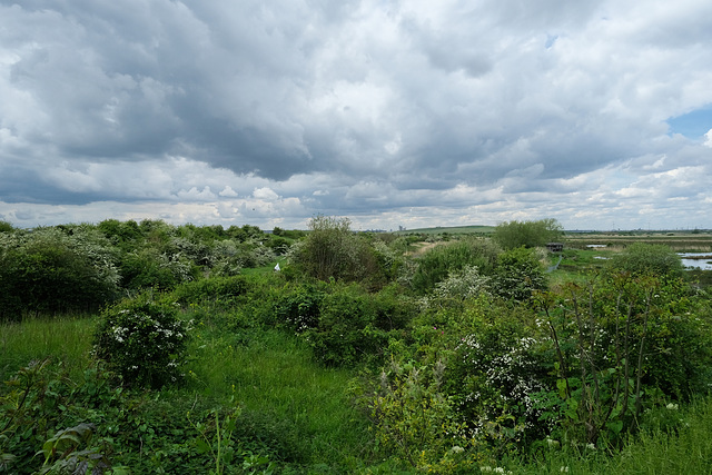 Rainham marshes